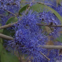Memecylon umbellatum Burm.f.